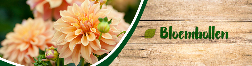 Categorie Najaarsbollen