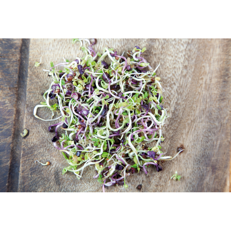 Buzzy® Organic Sprouting pot Pikante Salade (6)BIO
