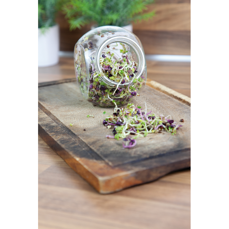 Buzzy® Organic Sprouting pot Pikante Salade (6)BIO