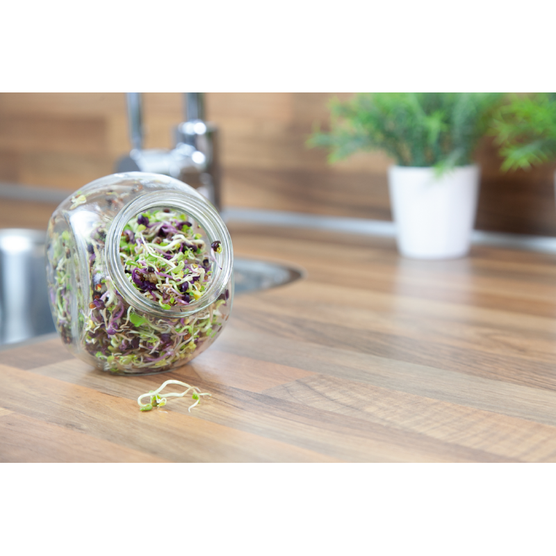 Buzzy® Organic Sprouting pot Pikante Salade (6)BIO