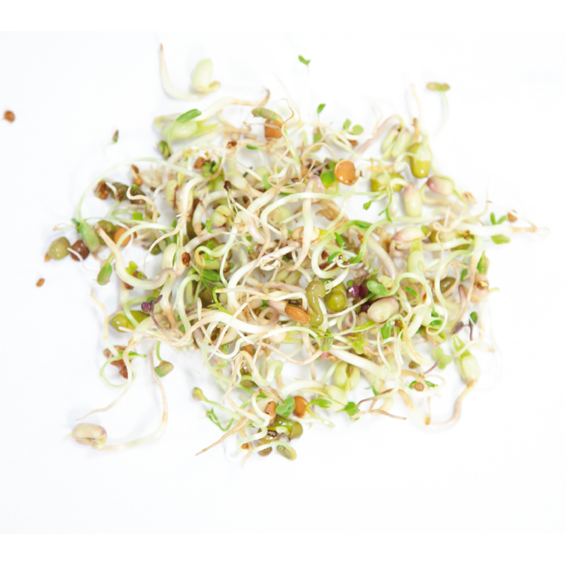 Buzzy® Organic Sprouting pot Salademix (6) BIO