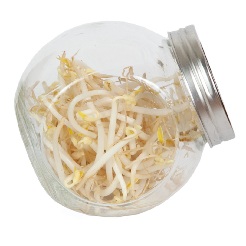 Buzzy® Organic Sprouting pot Tauge (6) BIO