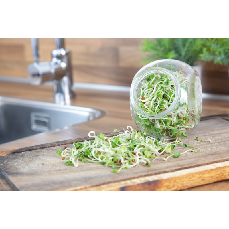 Buzzy® Organic Sprouting pot Daikon (6) BIO