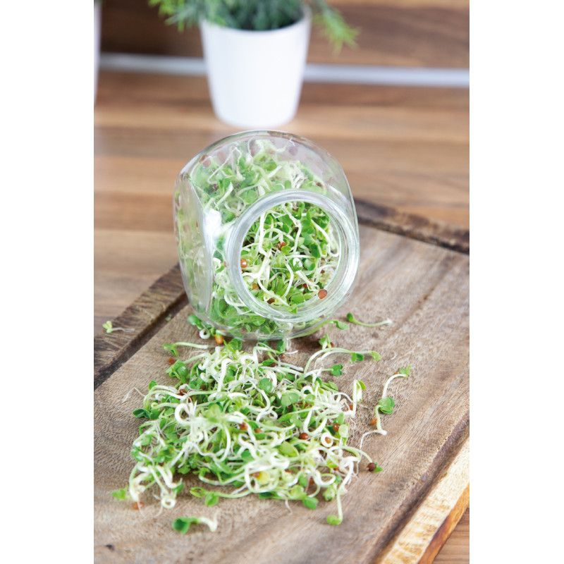 Buzzy® Organic Sprouting pot Daikon (6) BIO