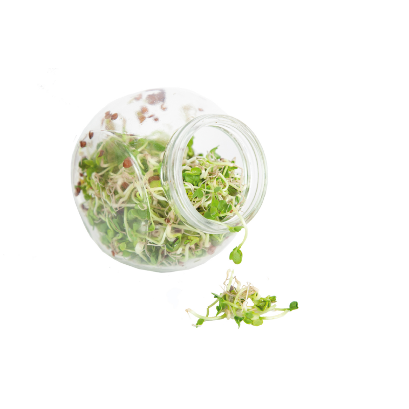 Buzzy® Organic Sprouting pot Daikon (6) BIO