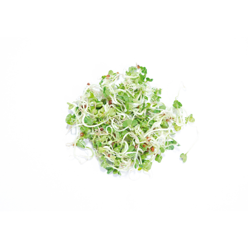 Buzzy® Organic Sprouting pot Daikon (6) BIO