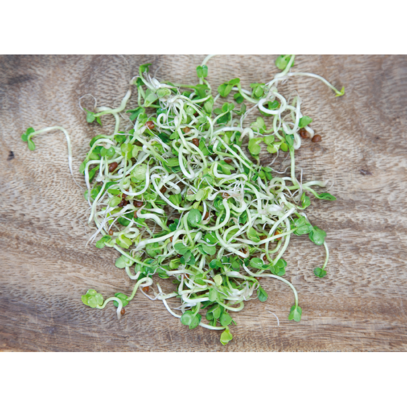 Buzzy® Organic Sprouting pot Daikon (6) BIO