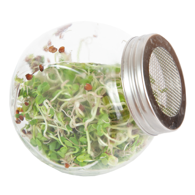 Buzzy® Organic Sprouting pot Daikon (6) BIO