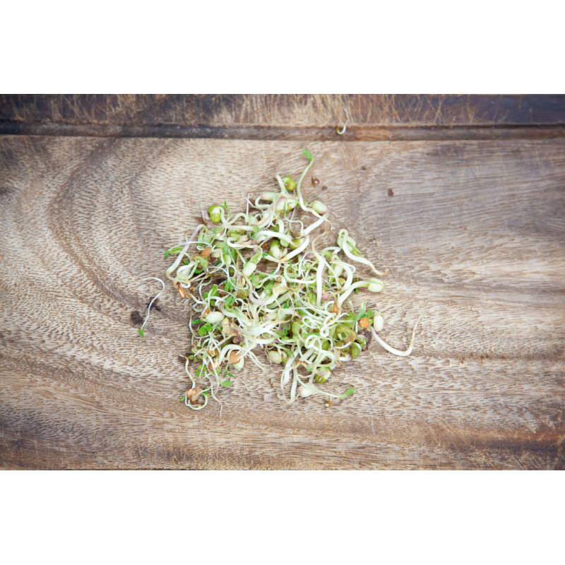 Buzzy® Organic Sprouting pot Salademix (6) BIO