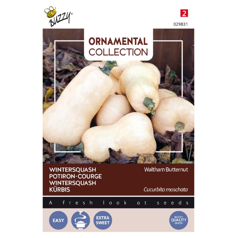 Buzzy® Ornamental Wintersquash Waltham Butternut