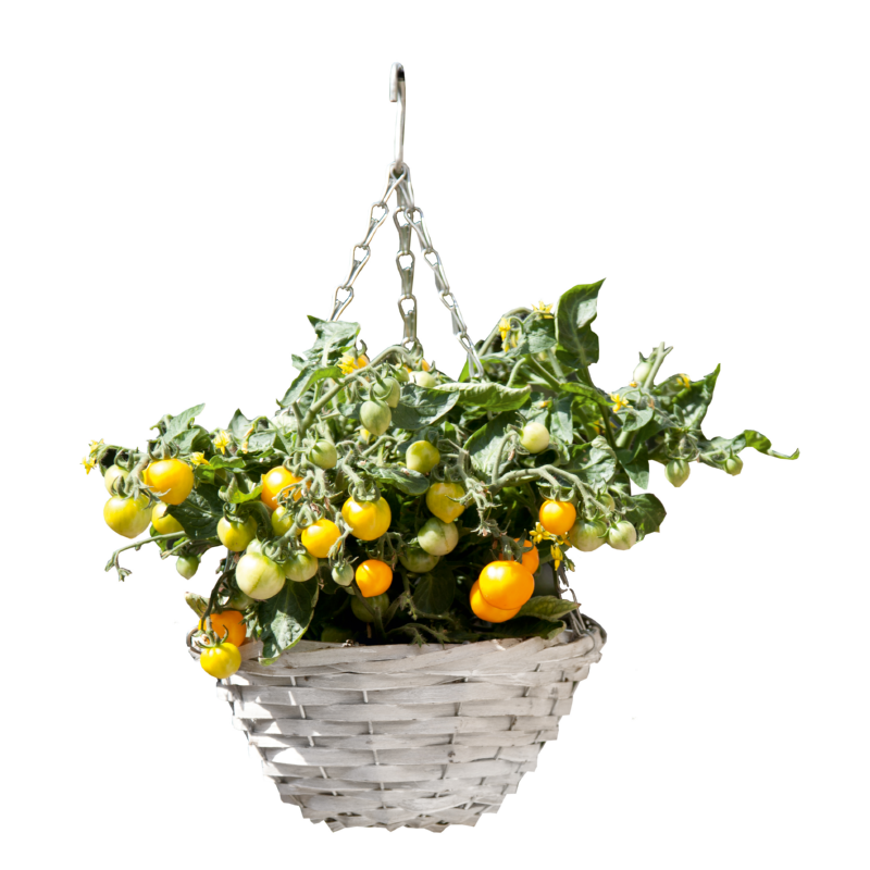 Buzzy® Happy Garden, Hanging Basket Tomaat (6)