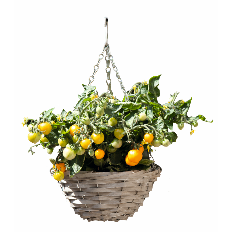 Buzzy® Happy Garden, Hanging Basket Tomaat (6)