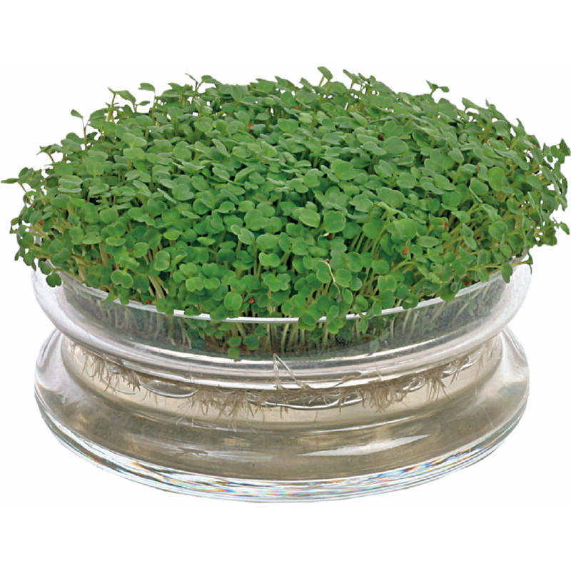 Buzzy® Organic Sprouting Glazen Bowl met Rucola (6) BIO