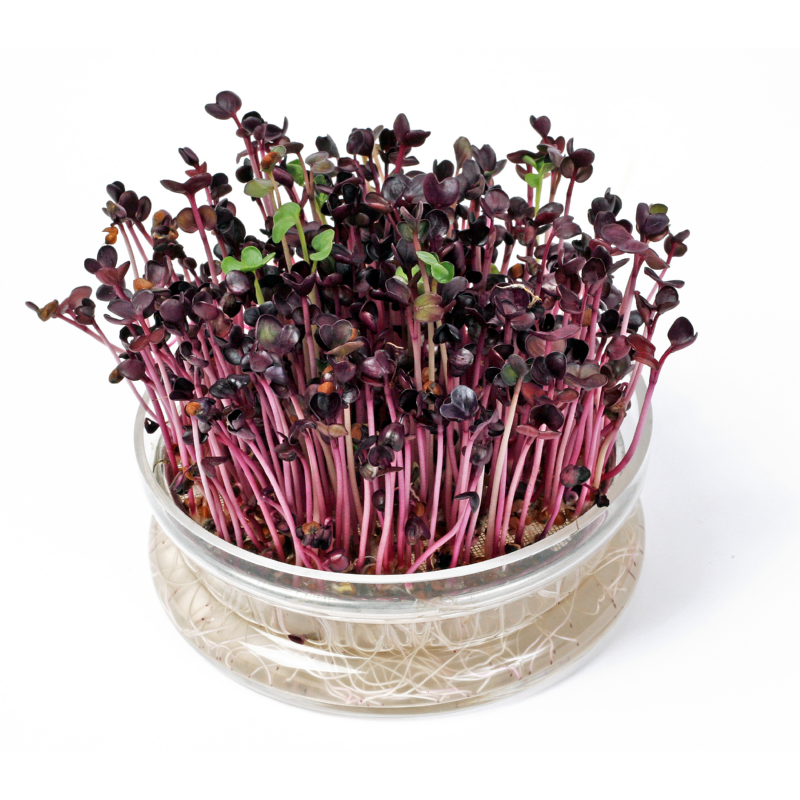 Buzzy® Organic Sprouting Glazen Bowl met Rucola (6) BIO