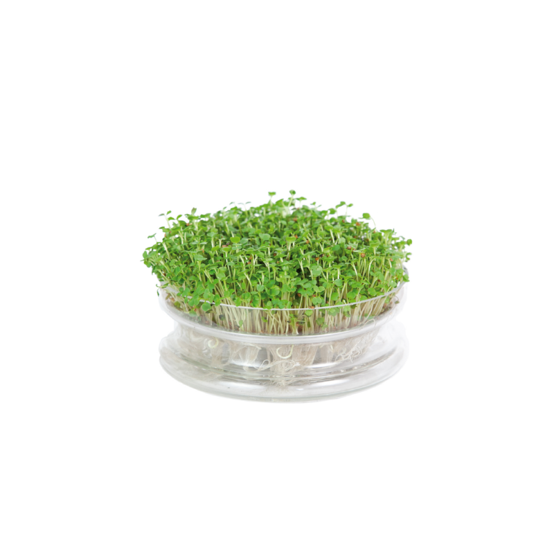 Buzzy® Organic Sprouting Glazen Bowl met Rucola (6) BIO