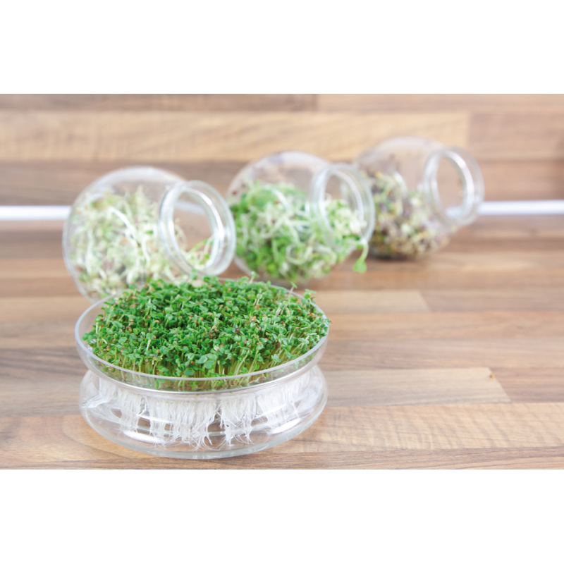 Buzzy® Organic Sprouting Glazen Bowl met Rucola (6) BIO
