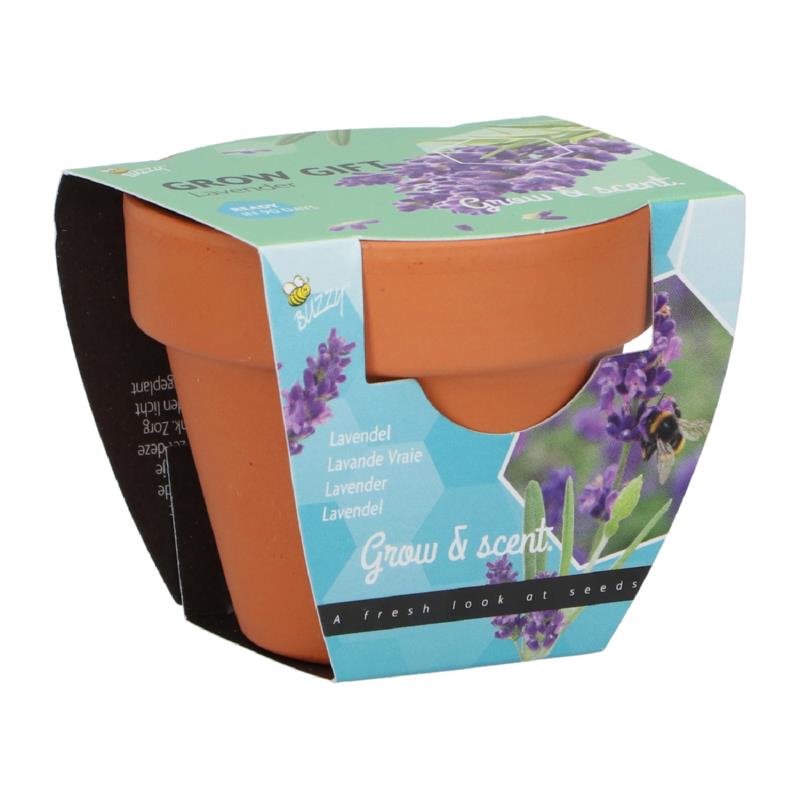 Buzzy® Grow Gifts Lavendel 30st. in display (30)