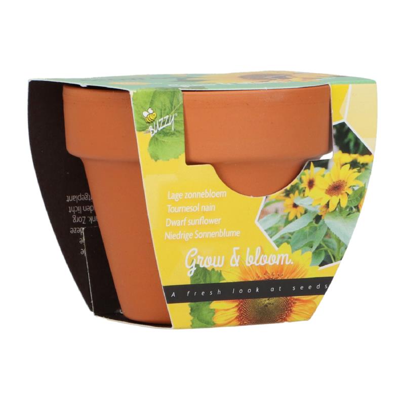 Buzzy® Grow Gifts Zonnebloem 30st. in display (30)
