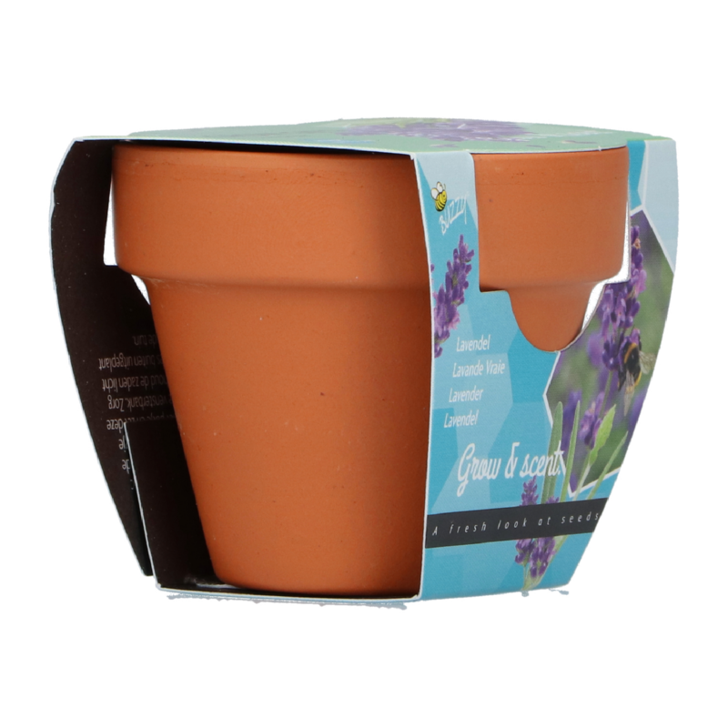 Buzzy® Grow Gifts Lavendel 30st. in display (30)