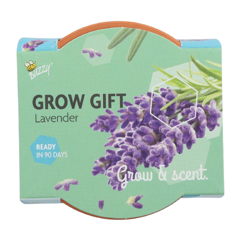 Buzzy® Grow Gifts Lavendel 30st. in display (30)