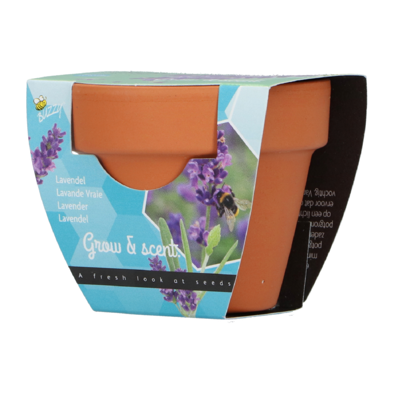 Buzzy® Grow Gifts Lavendel 30st. in display (30)