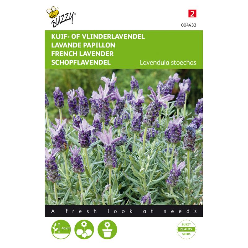 Buzzy® Lavandula, Kuif- of Vlinderlavendel