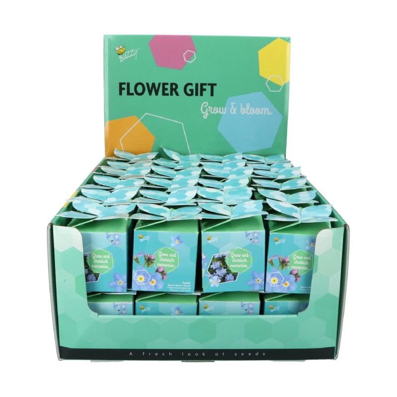 Buzzy® Display Flower Gift Vergeet-me-niet (48)