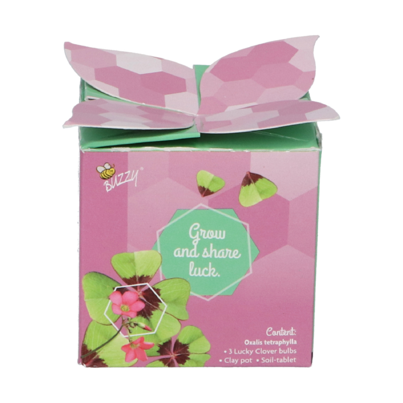 Buzzy® Display Flower Gift Klavertje 4 (48)