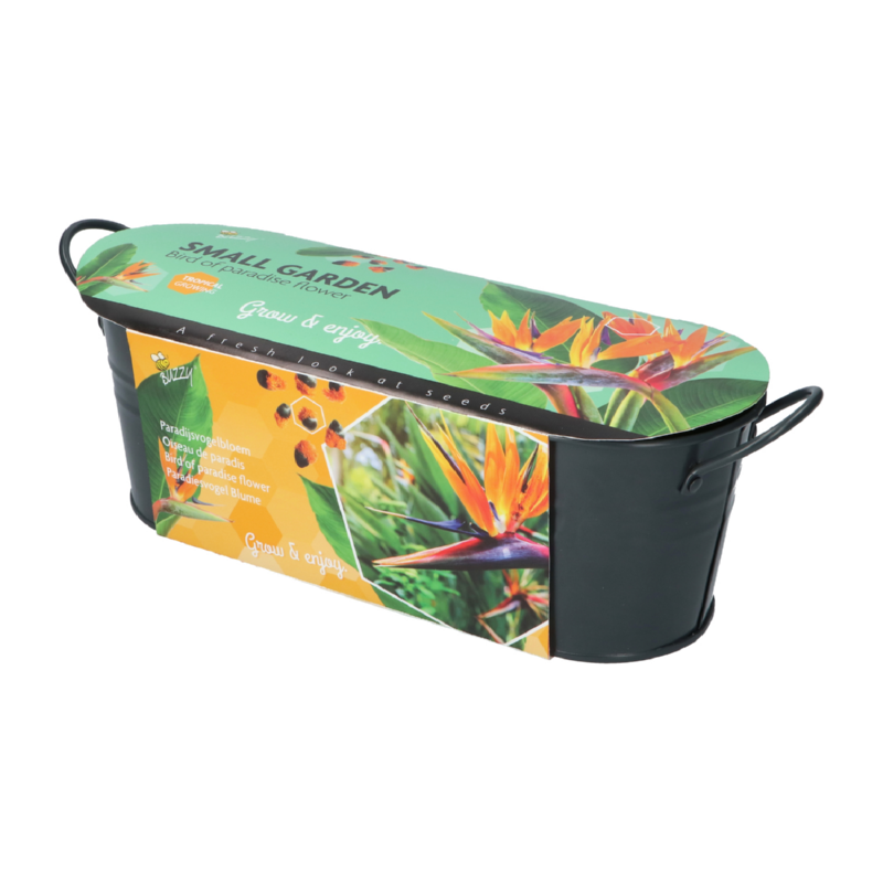 Buzzy® Small Garden Birds of Paradise, Strelitzia (6)