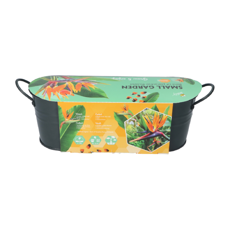 Buzzy® Small Garden Birds of Paradise, Strelitzia (6)