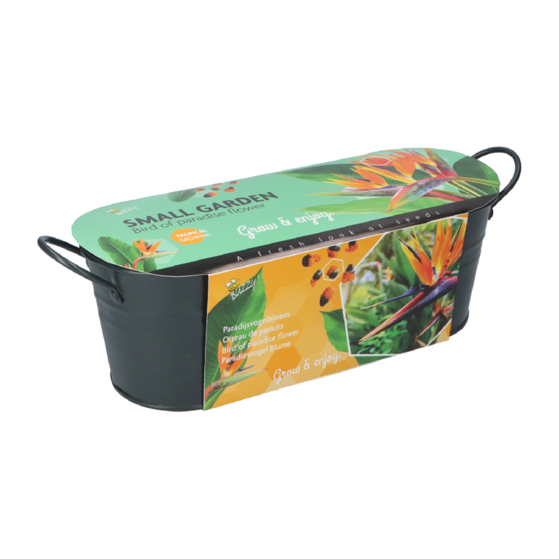 Buzzy® Small Garden Birds of Paradise, Strelitzia (6)