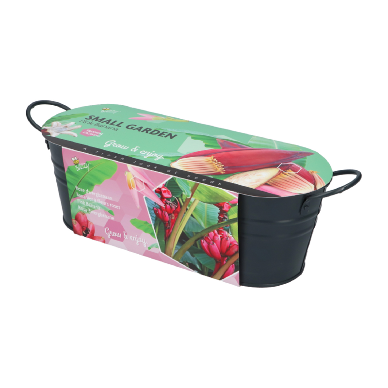 Buzzy® Small Garden Pink Banana (6)