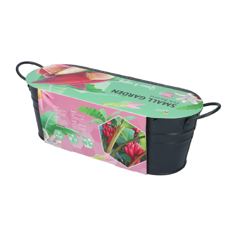 Buzzy® Small Garden Pink Banana (6)