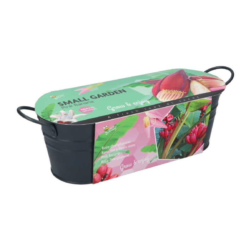 Buzzy® Small Garden Pink Banana (6)