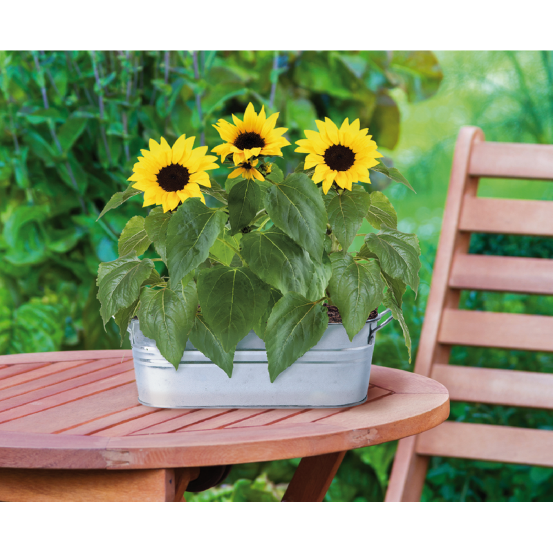 Buzzy® Small Garden Happy Sunflower (6)