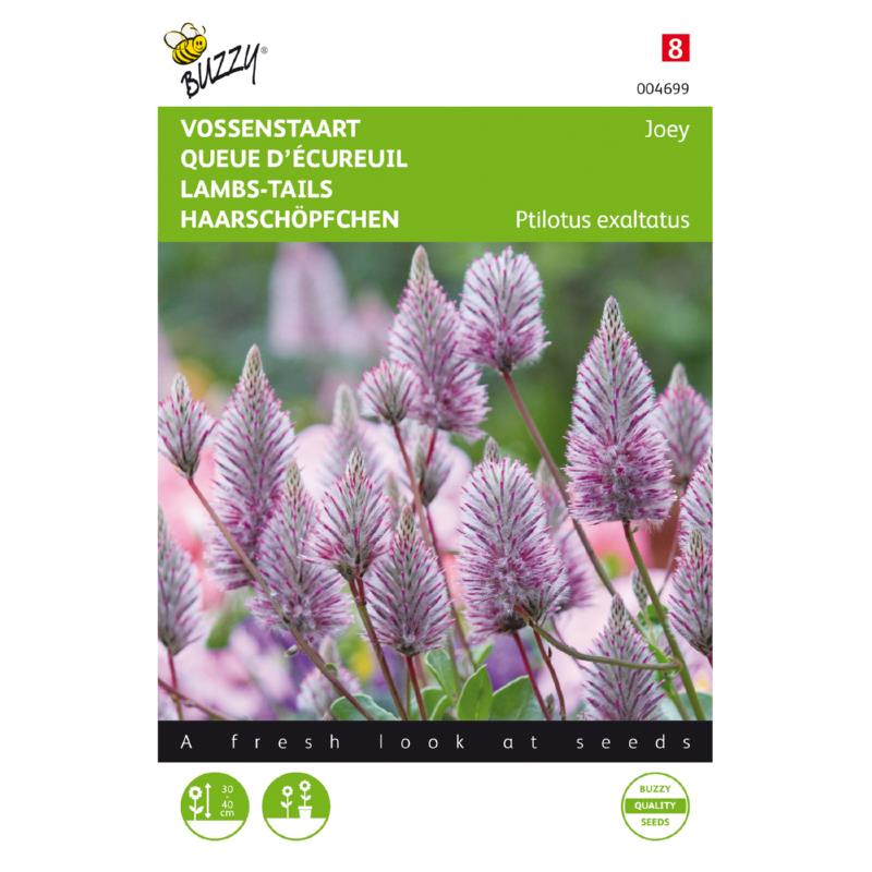 Buzzy® Ptilotus, Sierlijke Vossenstaart Joey
