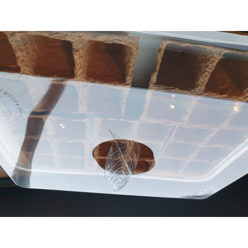 SOGO Eco kweekbak incl.30 turfpotjes (6)