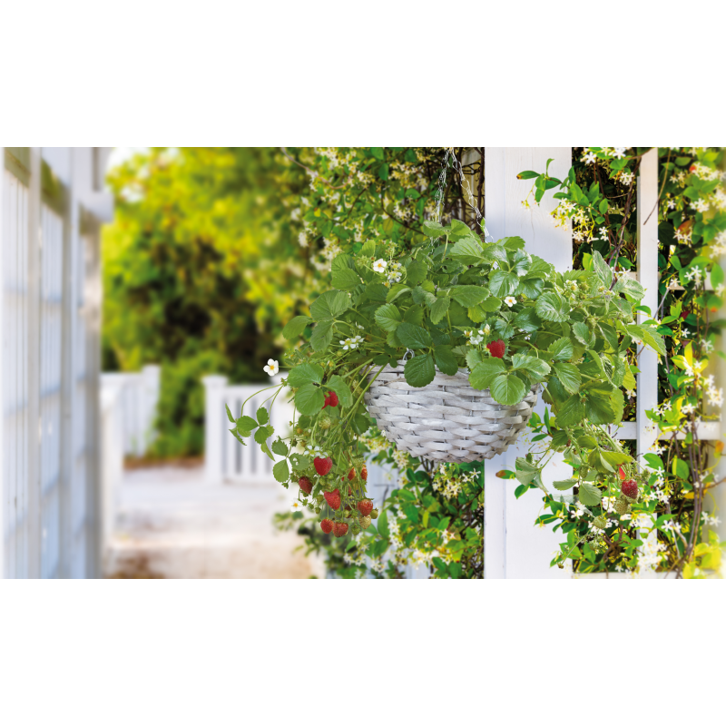 Buzzy® Hanging Basket Aardbei (6)