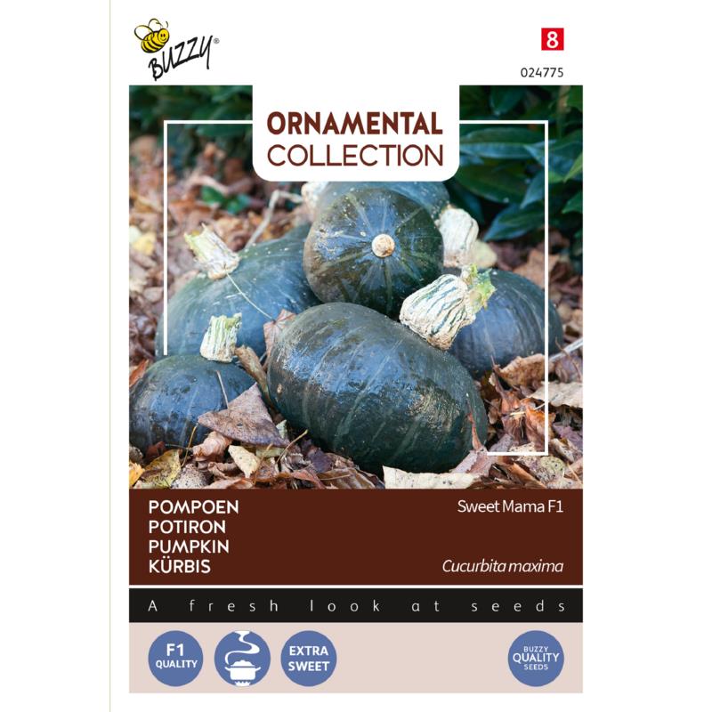 Buzzy® Ornamental, Pompoen Sweet Mama F1